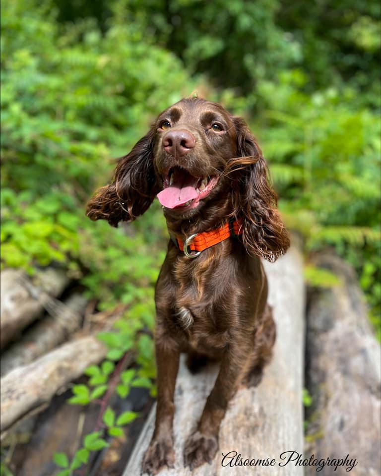 Bramble 1 - Alsoomse Photography